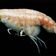 Deep-Sea, Shrimp-like Creatures Survive By Eating Wood 