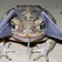 Surprising Photo: Toad Eats Bat