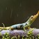Extinct Pinocchio Lizard Found in Ecuador