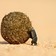 Dung Beetles Use the Sun to Navigate