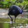 Why Fly? Flightless Bird Mystery Solved, Say Evolutionary Scientists