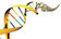 Description of DNA